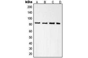 Western blot analysis of Radixin expression in A431 (A), K562 (B), NIH3T3 (C), PC12 (D) whole cell lysates. (Radixin 抗体  (Center))