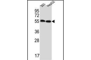 ERV3 Antibody (C-Term) (ABIN657358 and ABIN2846408) western blot analysis in 293,HepG2 cell line lysates (35 μg/lane). (ERV3 抗体  (C-Term))
