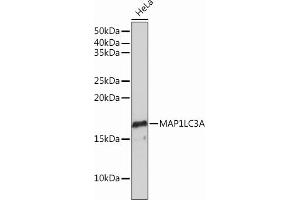 Western blot analysis of extracts of HeLa cells, using MLC3A Rabbit mAb (ABIN7268517) at 1:1000 dilution. (MAP1LC3A 抗体)