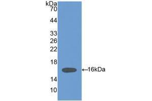 Western blot analysis of recombinant Mouse HPA. (HPSE 抗体  (AA 280-412))