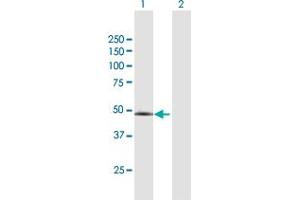 Western Blot analysis of PPP2R3C expression in transfected 293T cell line by PPP2R3C MaxPab polyclonal antibody.
