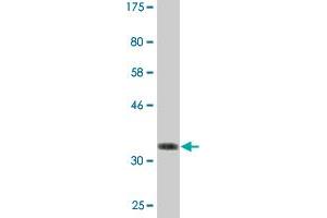 Western Blot detection against Immunogen (36. (BFAR 抗体  (AA 101-200))
