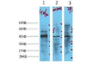 Western Blotting (WB) image for anti-Enolase 2 (Gamma, Neuronal) (ENO2) antibody (ABIN3181136) (ENO2/NSE 抗体)