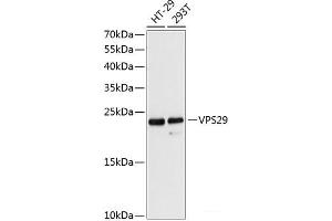 Western blot analysis of extracts of various cell lines using VPS29 Polyclonal Antibody at dilution of 1:3000. (VPS29 抗体)