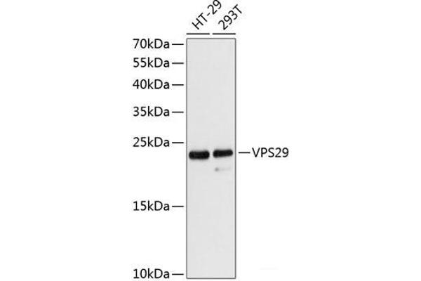VPS29 抗体