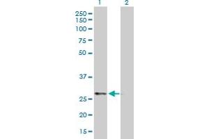 Western Blot analysis of PRKAB2 expression in transfected 293T cell line by PRKAB2 MaxPab polyclonal antibody. (PRKAB2 抗体  (AA 1-272))
