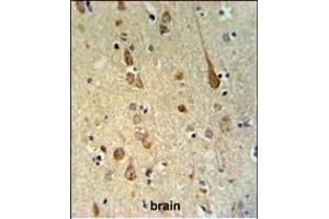 FH2 Antibody (C-term) (ABIN651343 and ABIN2840194) IHC analysis in formalin fixed and paraffin embedded human brain tissue followed by peroxidase conjugation of the secondary antibody and DAB staining. (FAAH2 抗体  (C-Term))