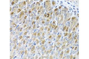 Immunohistochemistry of paraffin-embedded Mouse stomach using MTX2 Polyclonal Antibody at dilution of 1:100 (40x lens). (MTX2 抗体)