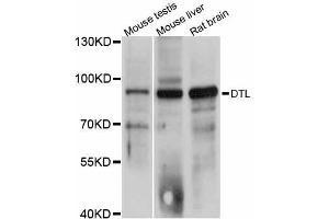 Western blot analysis of extracts of various cell lines, using DTL antibody (ABIN5997630) at 1:3000 dilution. (CDT2/RAMP 抗体)