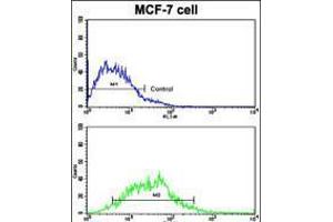 Flow cytometric analysis of MCF-7 cells using H Cadherin (CDH13) Antibody (bottom histogram) compared to a negative control cell (top histogram). (Cadherin 13 抗体  (C-Term))