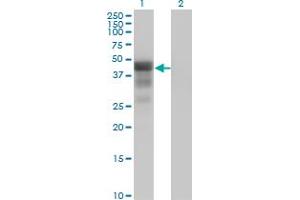 Western Blot analysis of DMRT1 expression in transfected 293T cell line by DMRT1 monoclonal antibody (M01), clone 1G11. (DMRT1 抗体  (AA 1-373))
