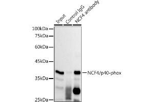 Immunoprecipitation analysis of 300 μg extracts of THP-1 cells using 3 μg NCF4/p40-phox antibody (ABIN7268900).