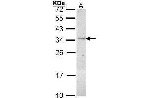 WB Image Sample (30 ug of whole cell lysate) A: H1299 12% SDS PAGE antibody diluted at 1:1000 (PLSCR3 抗体)