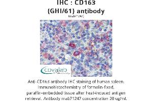 Image no. 1 for anti-CD163 (CD163) antibody (ABIN1721750) (CD163 抗体)