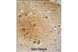SRCL1 antibody (Center) (ABIN654166 and ABIN2844028) immunohistochemistry analysis in formalin fixed and raffin embedded human brain tissue followed by peroxidase conjugation of the secondary antibody and DAB staining. (SPARCL1 抗体  (AA 208-236))