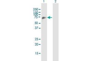 Western Blot analysis of EIF4G3 expression in transfected 293T cell line by EIF4G3 MaxPab polyclonal antibody. (EIF4G3 抗体  (AA 1-515))