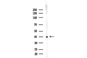 Western blot analysis of lysates from Mouse brain, using TMO Antibody at 1/1000 dilution.