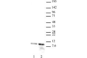 Histone H4 acetyl Lys12 antibody (pAb) tested by Western blot. (Histone H4 抗体  (acLys12))