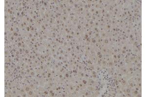 ABIN6277219 at 1/100 staining Mouse liver tissue by IHC-P. (POLR2L 抗体  (Internal Region))