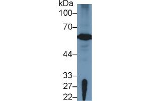 Western Blotting (WB) image for anti-Forkhead Box P3 (FOXP3) (AA 190-412) antibody (ABIN7434260)