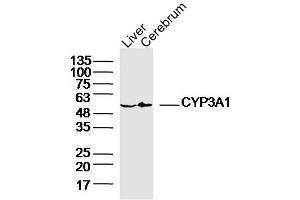 Lane 1: Rat Liver lysates Lane 2: Rat Cerebrum lysates probed with CYP3A1 Polyclonal Antibody, Unconjugated  at 1:300 dilution and 4˚C overnight incubation. (CYP3A1 抗体  (AA 231-330))