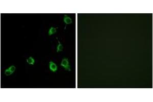 Immunofluorescence analysis of COS7 cells, using OR5B12 Antibody. (OR5B12 抗体  (AA 195-244))