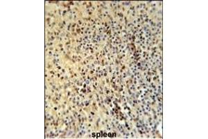 SPT13 Antibody (Center) (ABIN651695 and ABIN2840364) immunohistochemistry analysis in formalin fixed and paraffin embedded human spleen tissue followed by peroxidase conjugation of the secondary antibody and DAB staining. (SPATA13 抗体  (AA 204-232))