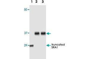 Western blot analysis using SRA1 monoclonal antibody, clone 1D4H8  against truncated SRA1 recombinant protein (1), human ovarian cancer tissue lysate (2) and A-431 cell lysate (3). (SRA1 抗体)