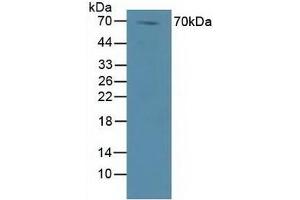 DVL1 抗体  (AA 150-285)