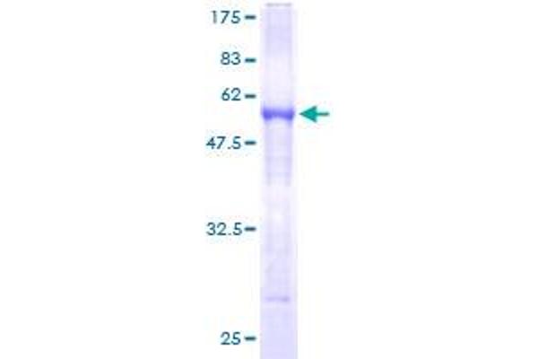 SERPINB8 Protein (AA 1-242) (GST tag)