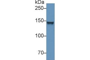 Western Blotting (WB) image for anti-Collagen, Type VI, alpha 1 (COL6A1) (AA 816-1002) antibody (ABIN1175580)