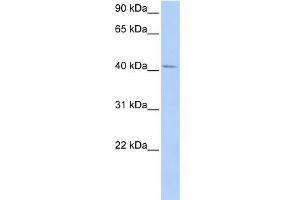 Western Blotting (WB) image for anti-General Transcription Factor IIH, Polypeptide 4, 52kDa (GTF2H4) (N-Term) antibody (ABIN2777490)