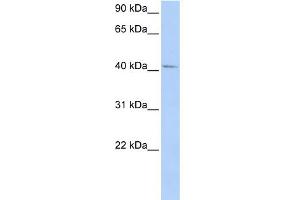 WB Suggested Anti-GTF2H4 Antibody Titration:  0. (GTF2H4 抗体  (N-Term))