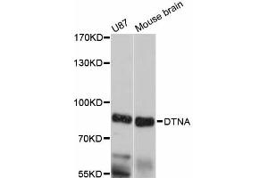 Western blot analysis of extracts of various cell lines, using DTNA antibody (ABIN6292450) at 1:3000 dilution. (DTNA 抗体)
