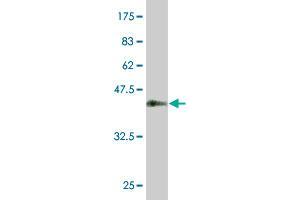 Western Blot detection against Immunogen (37. (KLF10/TIEG1 抗体  (AA 1-110))