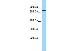 Host: Rabbit Target Name: FASTKD3 Sample Type: 721_B Whole Cell lysates Antibody Dilution: 1. (FASTKD3 抗体  (N-Term))
