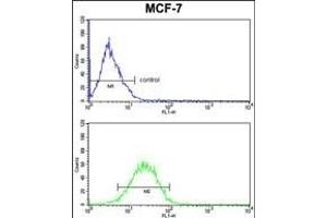 CASA Antibody (Center) (ABIN390465 and ABIN2840834) FC analysis of MCF-7 cells (bottom histogram) compared to a negative control cell (top histogram). (Casein alpha S1 抗体  (AA 42-70))