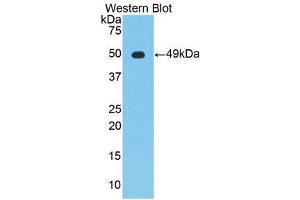 Western Blotting (WB) image for anti-Enolase 2 (Gamma, Neuronal) (ENO2) (AA 2-434) antibody (ABIN1860062) (ENO2/NSE 抗体  (AA 2-434))