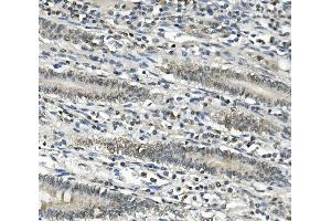 IHC analysis of EAPP using anti-EAPP antibody (ABIN7599214). (EAPP 抗体  (AA 1-285))