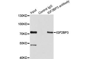 Immunoprecipitation analysis of 100 μg extracts of HepG2 cells using 3 μg IGF2BP3 antibody (ABIN5972501). (IGF2BP3 抗体)