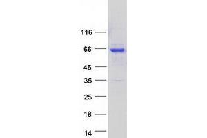 Western Blotting (WB) image for Syntaxin Binding Protein 4 (STXBP4) protein (Myc-DYKDDDDK Tag) (ABIN2732915)