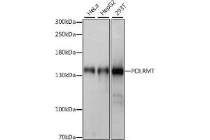 Western blot analysis of extracts of various cell lines, using POLRMT antibody (ABIN7269460) at 1:1000 dilution. (POLRMT 抗体  (AA 42-230))
