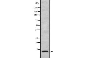 Western Blotting (WB) image for anti-ATP Synthase, H+ Transporting, Mitochondrial Fo Complex, Subunit G (ATP5L) (C-Term) antibody (ABIN6260129)