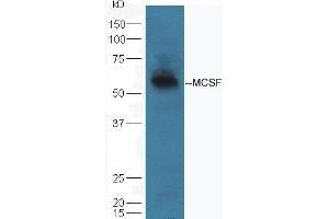 Mouse lung lysate probed with Rabbit Anti-MCSF Polyclonal Antibody  at 1:5000 90min in 37˚C (M-CSF/CSF1 抗体  (AA 201-300))