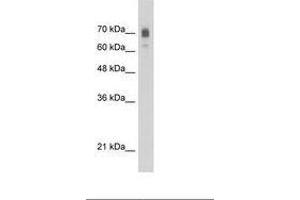 Image no. 1 for anti-Kinesin Family Member 22 (KIF22) (AA 450-499) antibody (ABIN203335) (KIF22 抗体  (AA 450-499))