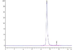 Size-exclusion chromatography-High Pressure Liquid Chromatography (SEC-HPLC) image for SARS-CoV-2 Spike (B.1.617.2 - delta plus), (RBD) protein (His tag) (ABIN7274490)