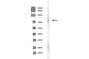 anti-NDC80 Kinetochore Complex Component Homolog (NDC80) (C-Term) antibody