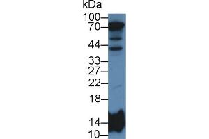 Western Blot; Sample: Human Liver lysate; Primary Ab: 2µg/mL Rabbit Anti-Human HIST2H2BE Antibody Second Ab: 0. (HIST2H2BE 抗体  (AA 2-126))