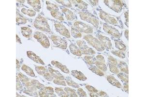 Immunohistochemistry of paraffin-embedded Mouse stomach using MSMB Polyclonal Antibody at dilution of 1:100 (40x lens). (MSMB 抗体)