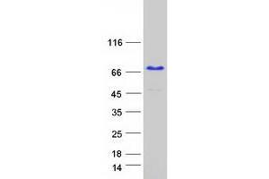 Western Blotting (WB) image for KH Domain Containing, RNA Binding, Signal Transduction Associated 2 (KHDRBS2) protein (Myc-DYKDDDDK Tag) (ABIN2724153)